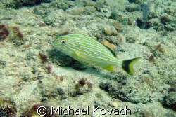 French Grunt on the Inside Reef at Lauderdale by the Sea. by Michael Kovach 